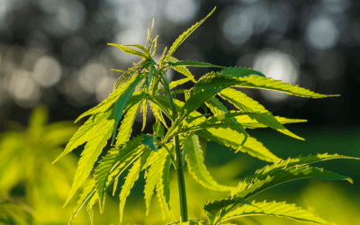 Cannabis for Private Purposes Bill