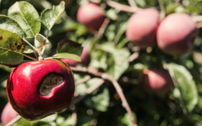 The Rotten Apple At Work – Intolerable Employees